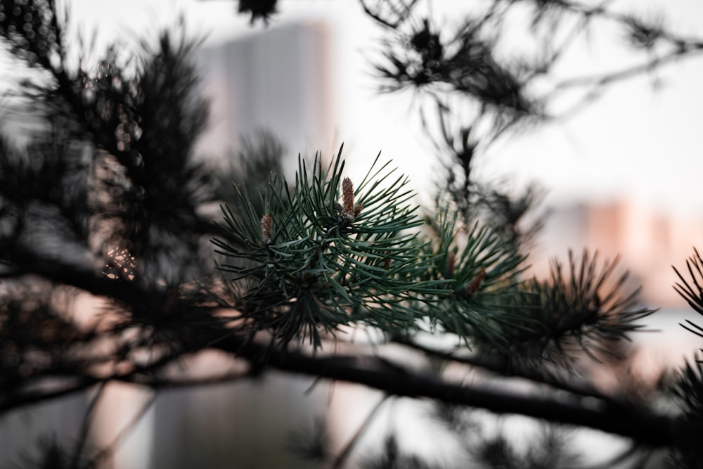 green pine tree in tilt shift lens