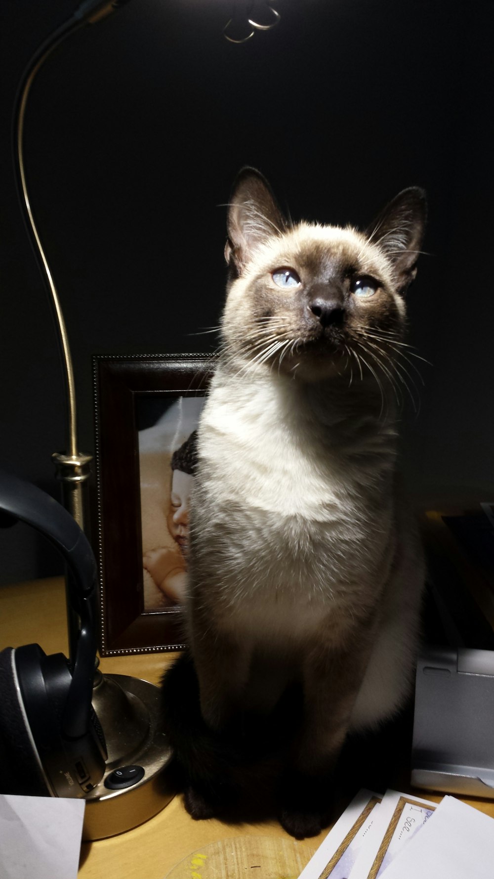 white and brown cat on brown wooden table