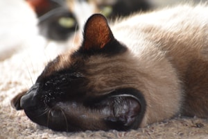 For Calm Cats