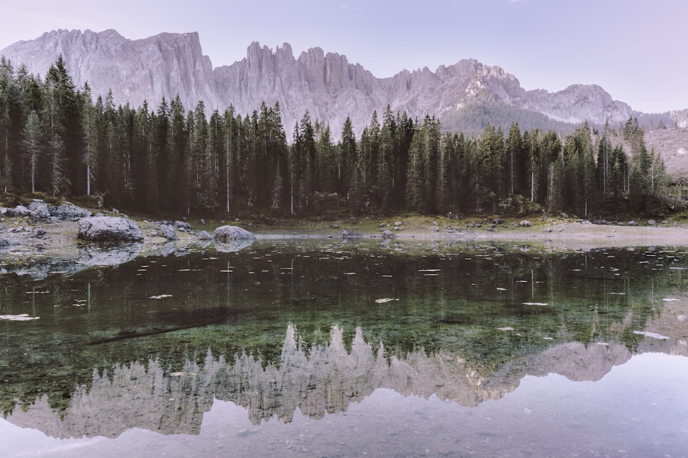 green pine trees beside lake during daytime