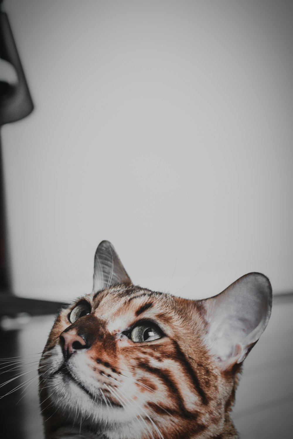 orange tabby cat on black table