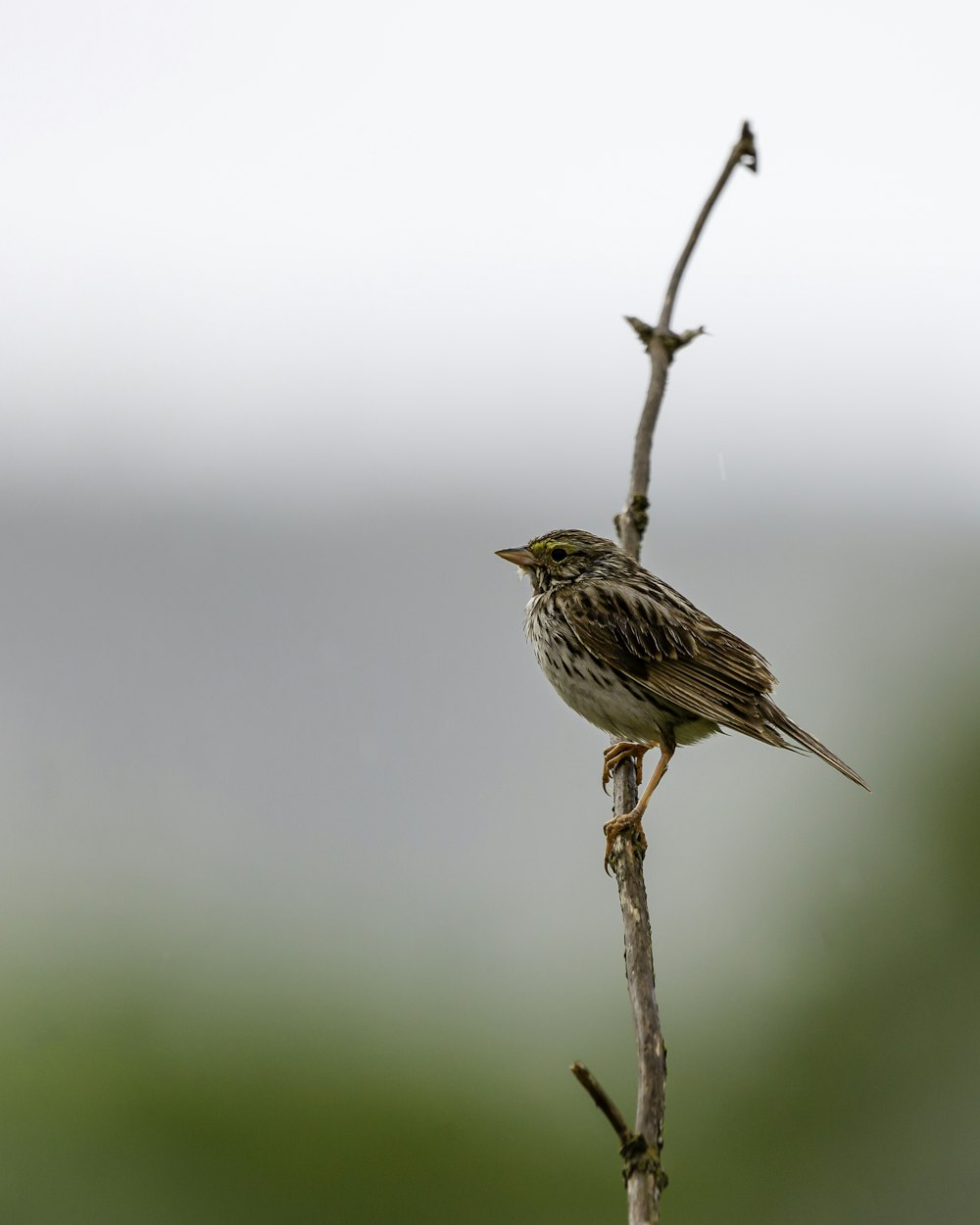 brown bird perched on brown tree branch