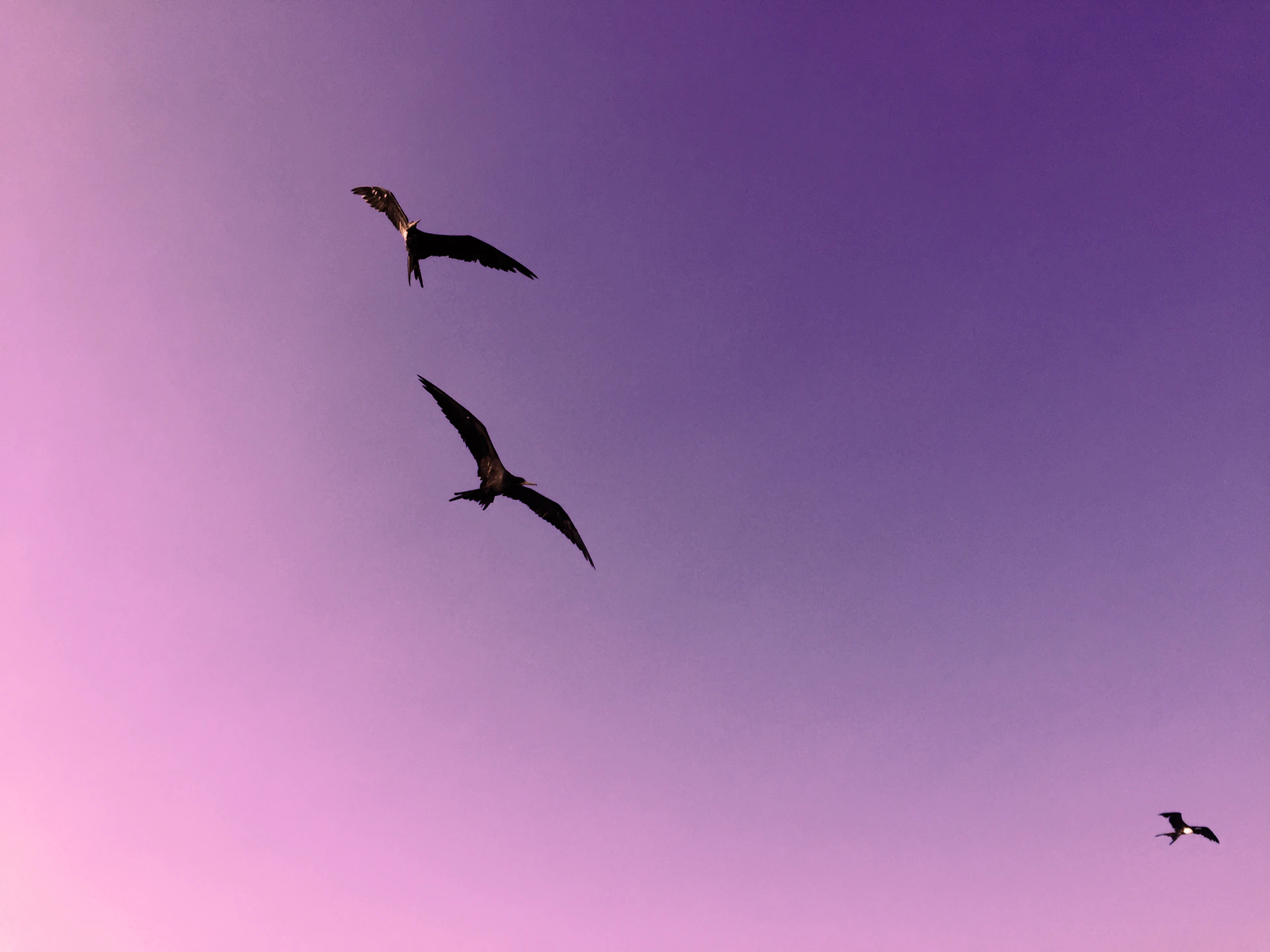 Artistic close-up of a t-shirt design with a stylized trio of little birds in flight over a soft fabric texture.