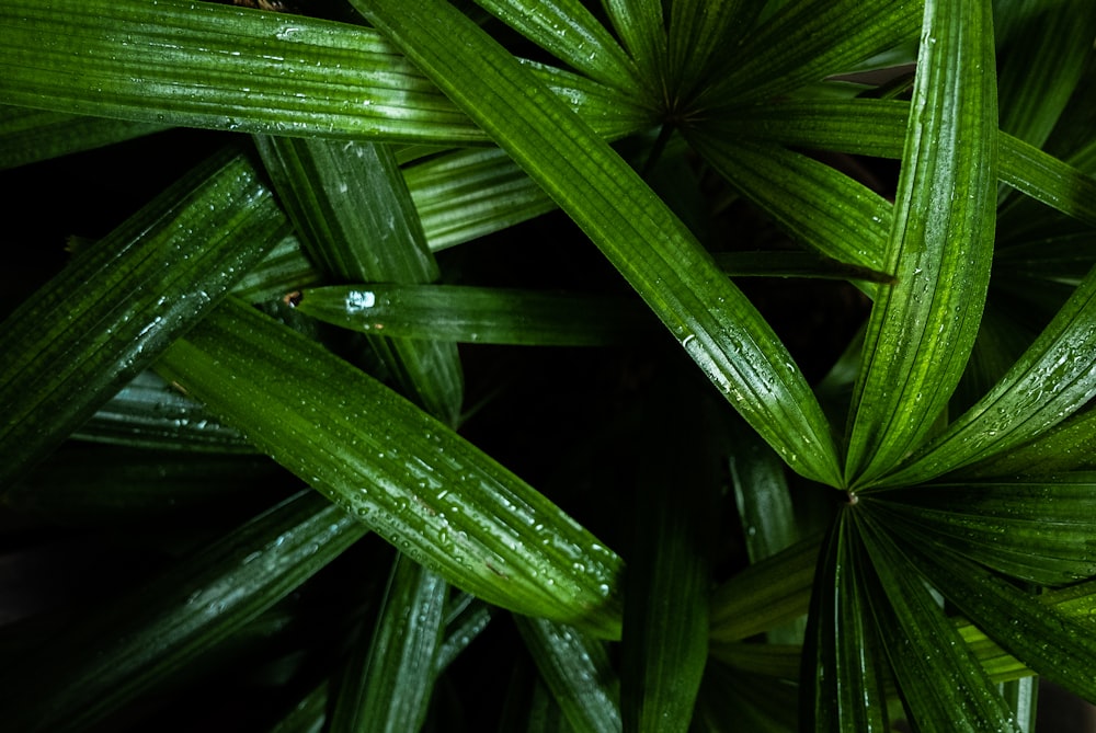 water droplets on green grass