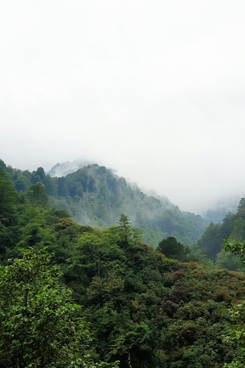 green trees on mountain under white sky during daytime