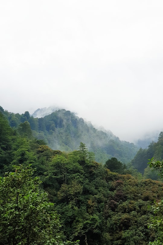 green trees on mountain under white sky during daytime in Batumi Georgia