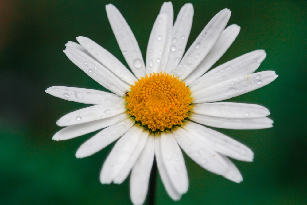 white daisy with water droplets