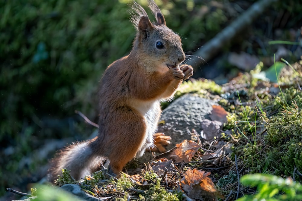 brown squirrel on gray rock during daytime