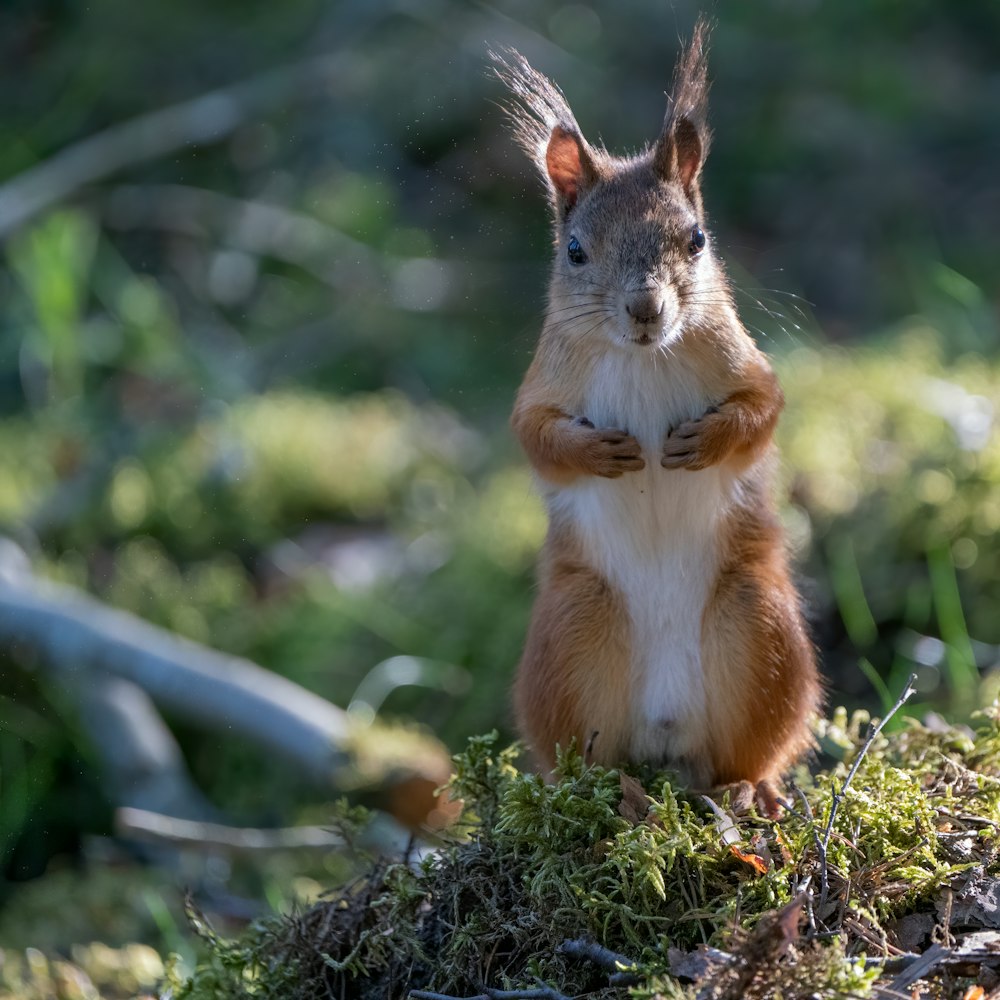 brown and white rabbit on green grass during daytime