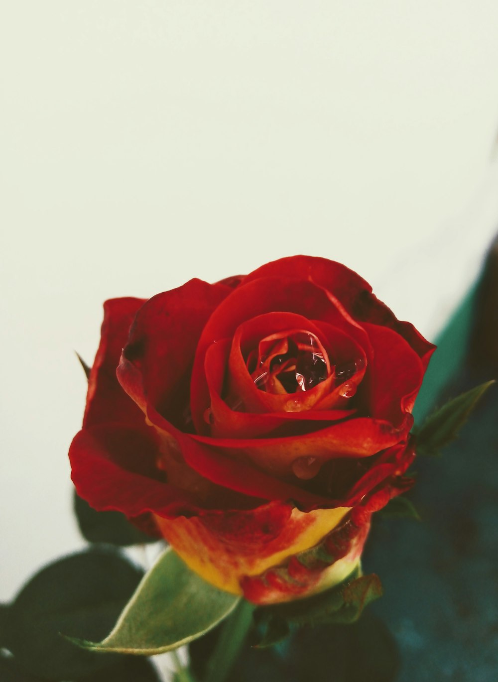 red rose in close up photography