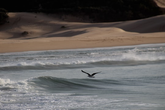 bird flying over the sea during daytime in Port Alfred South Africa