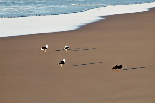 black and white bird on beach during daytime in Port Alfred South Africa