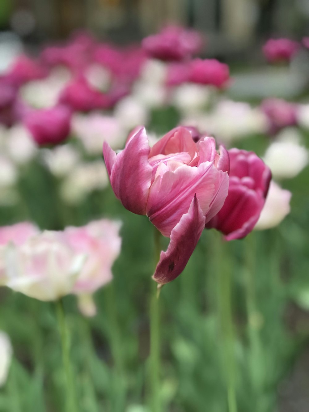 pink flower in tilt shift lens