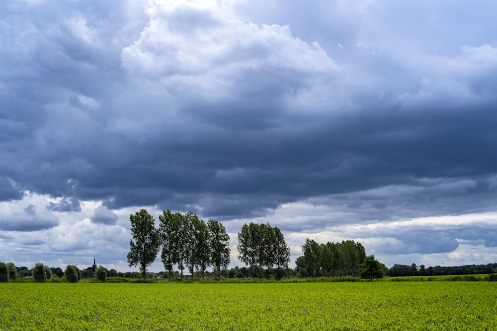 Champ d’herbe verte avec des arbres sous des nuages blancs et un ciel bleu pendant la journée