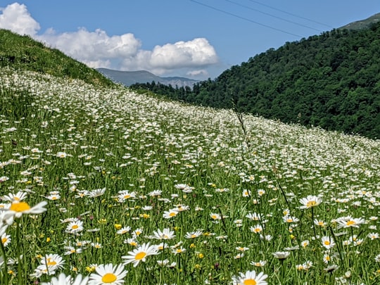 white daisy flower field near green mountain under white clouds and blue sky during daytime in Dilijan Armenia