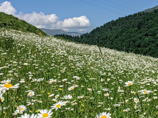 Dilijan things to do in Tavush Province