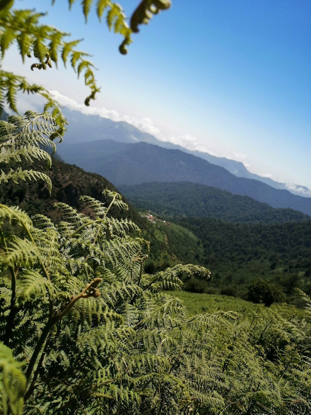 green trees on mountain under blue sky during daytime