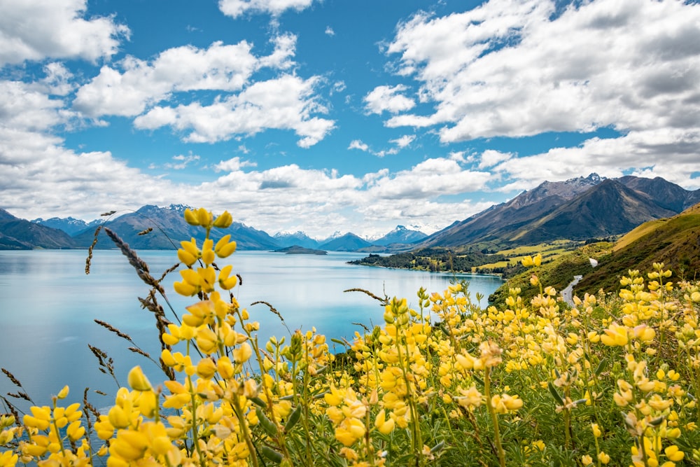 Campo de flores amarillas cerca del cuerpo de agua bajo el cielo azul durante el día