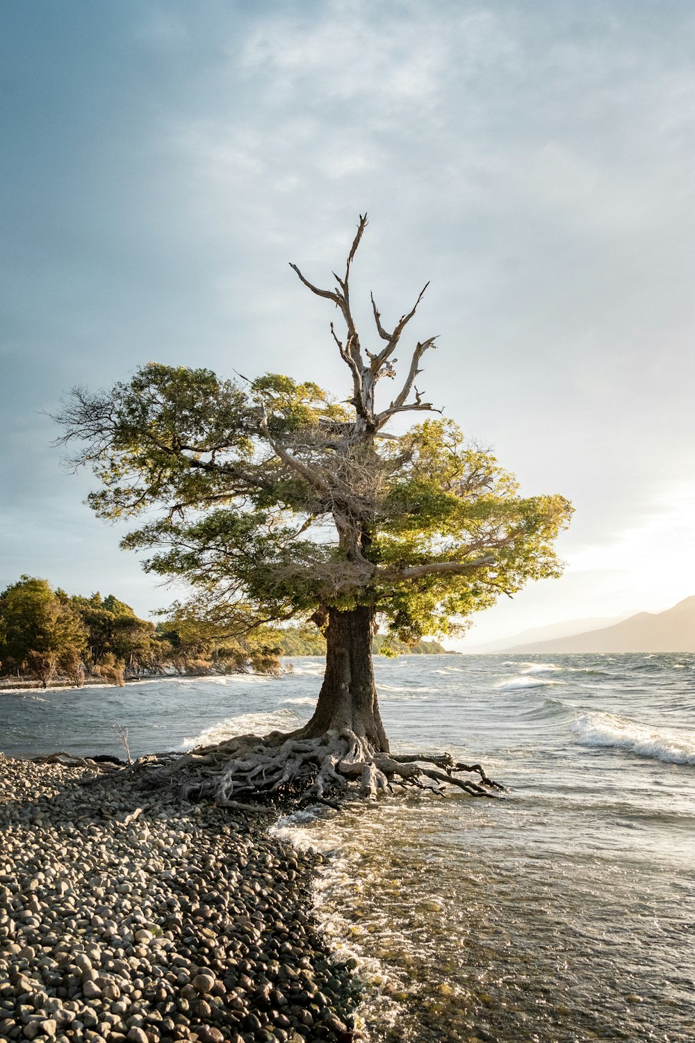 Árbol marrón en la orilla del mar durante el día