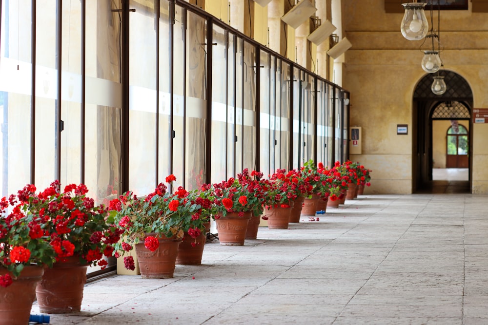 red flowers on brown clay pots