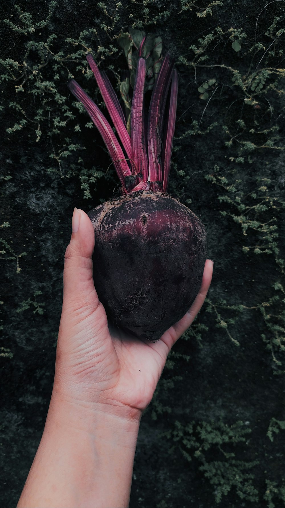 person holding round black fruit