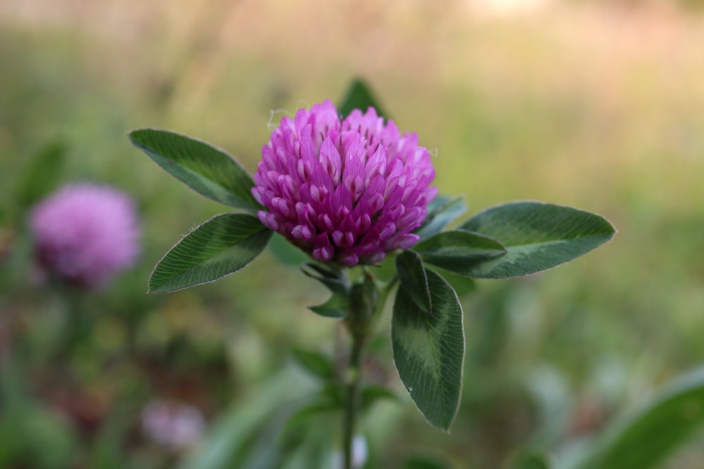 pink flower with green leaves