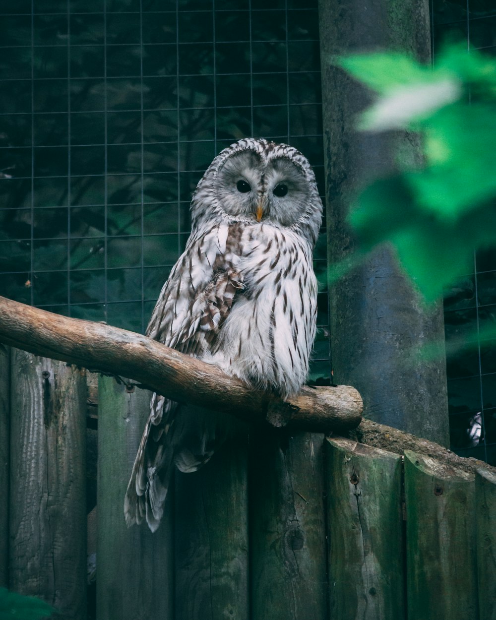 white and black owl on brown tree branch