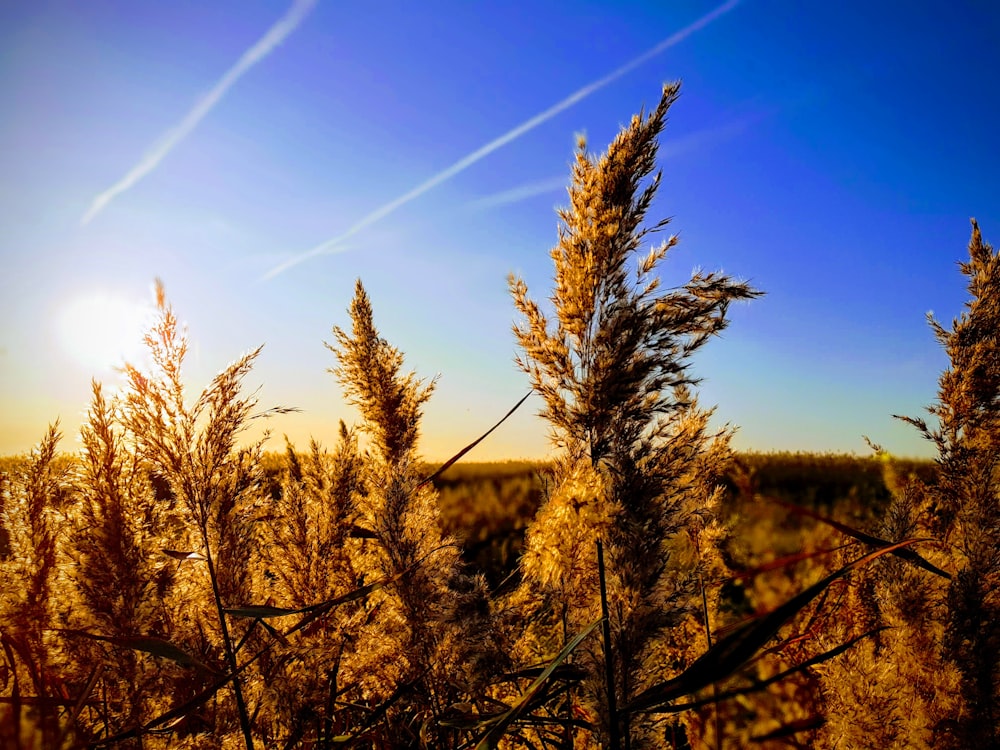 brown plant under blue sky during daytime