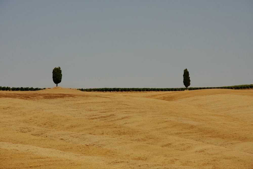 green tree in the middle of brown field