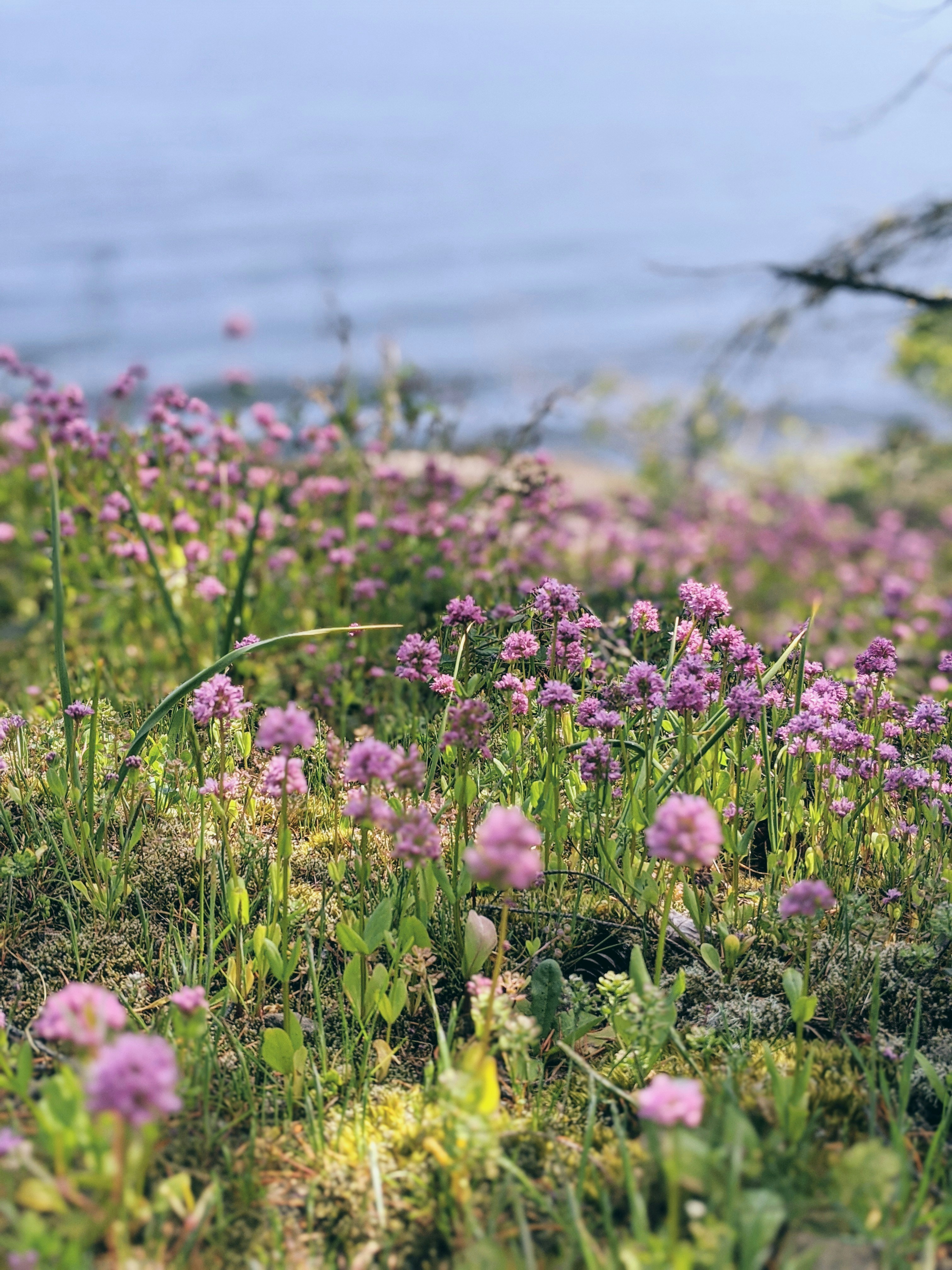 Purple flowers near body of water during daytime photo Free Plant