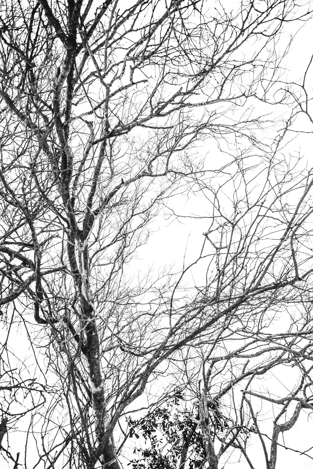 bare trees under white sky during daytime