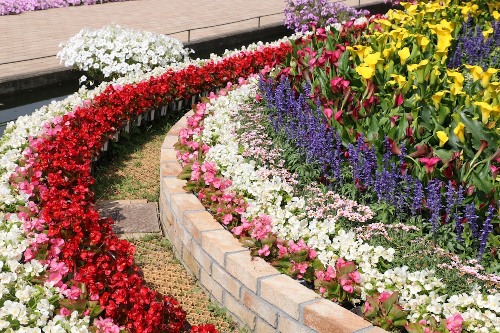 purple and yellow flower garden