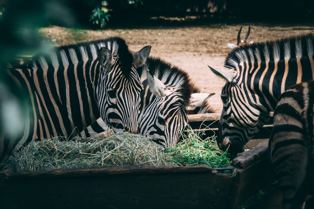zebra eating grass on brown soil