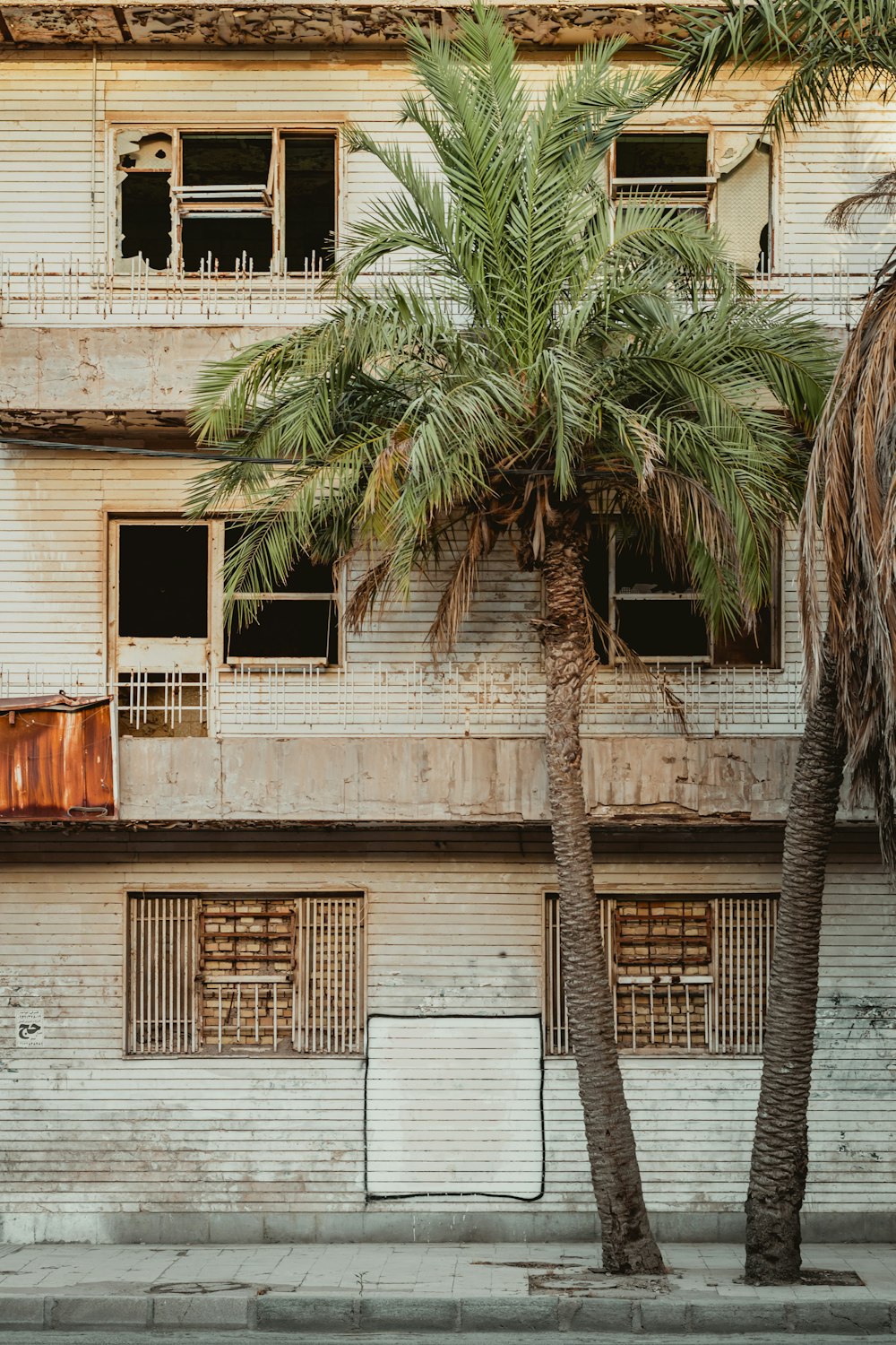 palm tree beside white concrete building