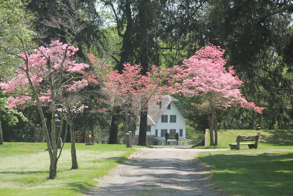 pink leaf trees on green grass field