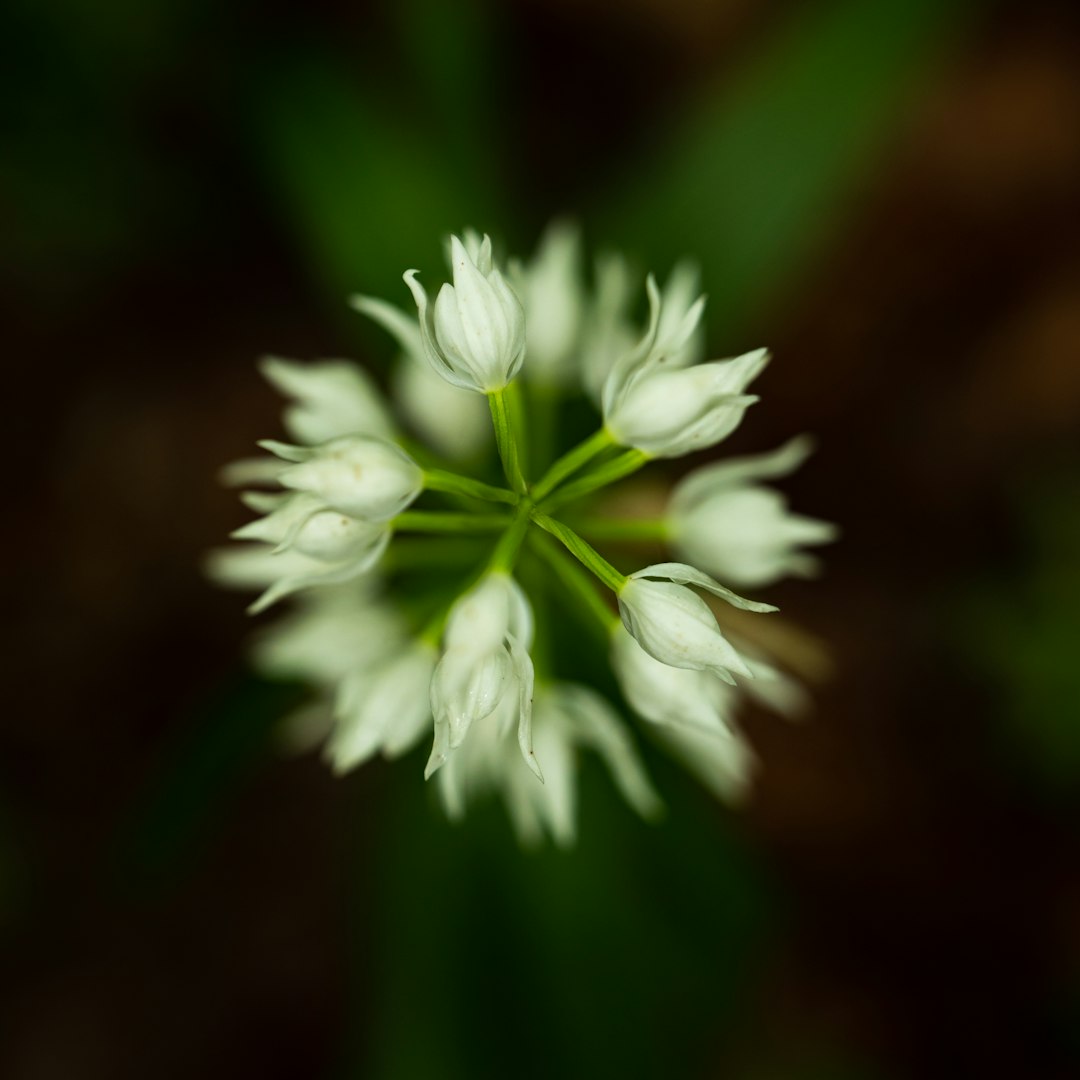 white flower in tilt shift lens