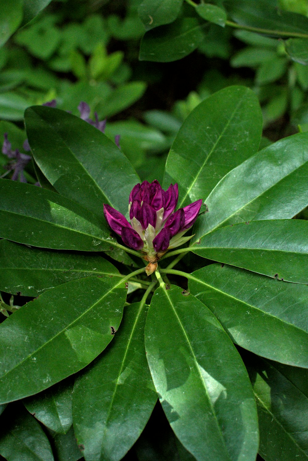 lila Blüte mit grünen Blättern