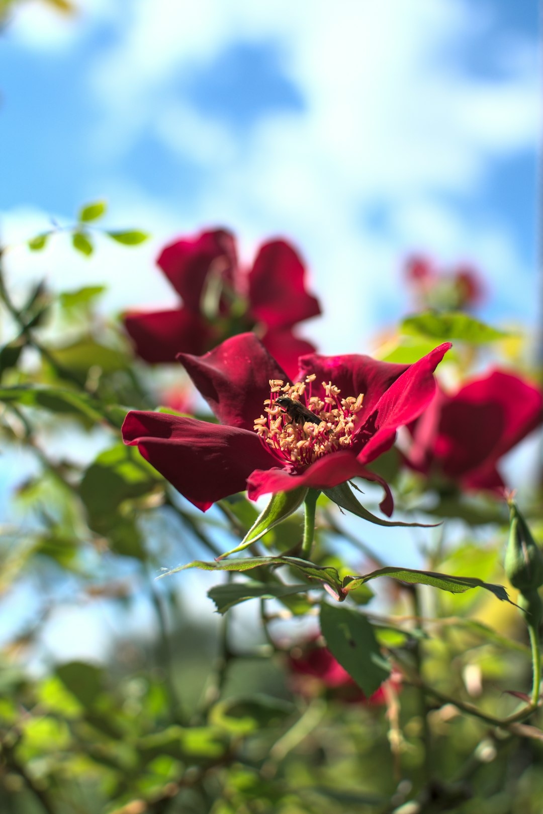 red flower in tilt shift lens