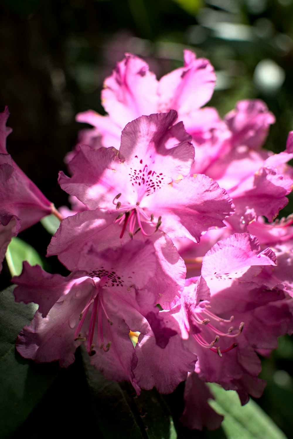 pink flower in macro shot