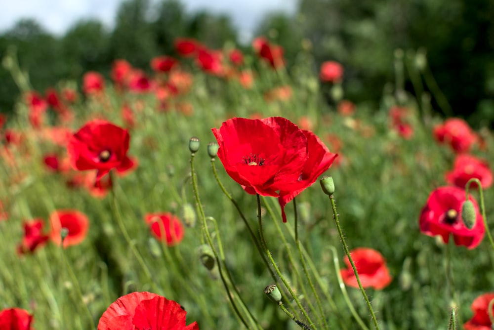 red flower in tilt shift lens