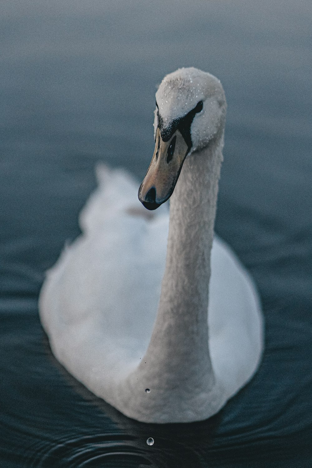 white swan on body of water