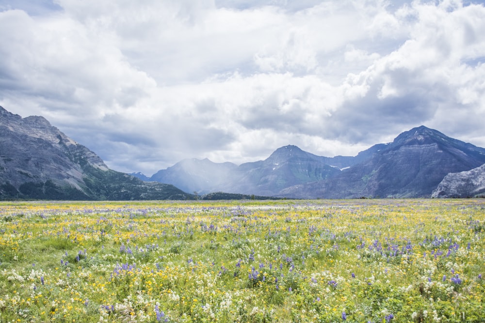 yellow flower field near mountain under white clouds during daytime