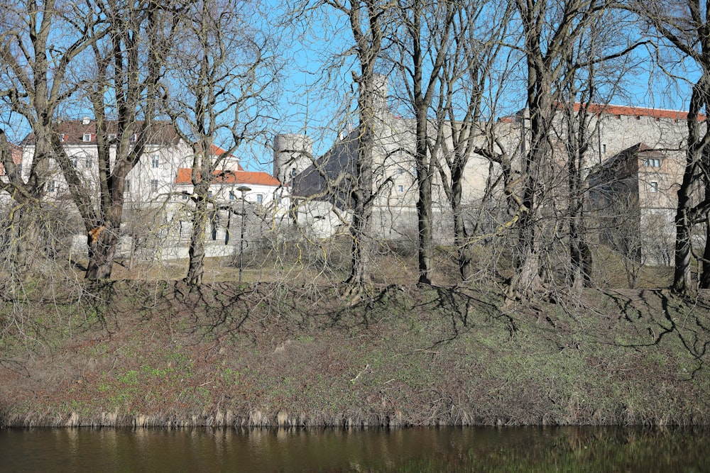 brown bare trees beside river during daytime