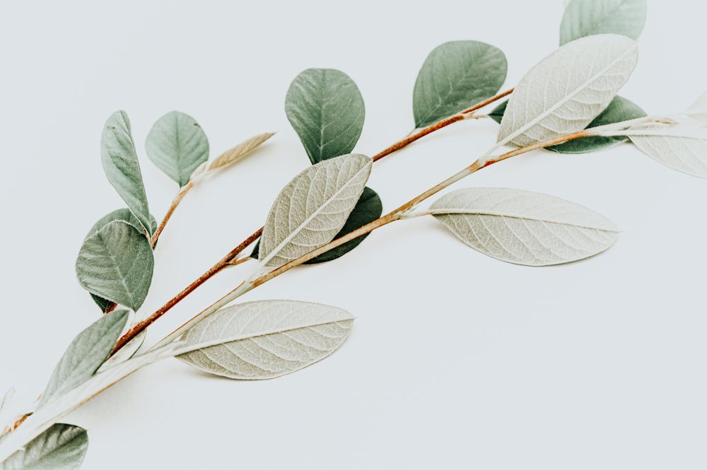 green leaves on white background