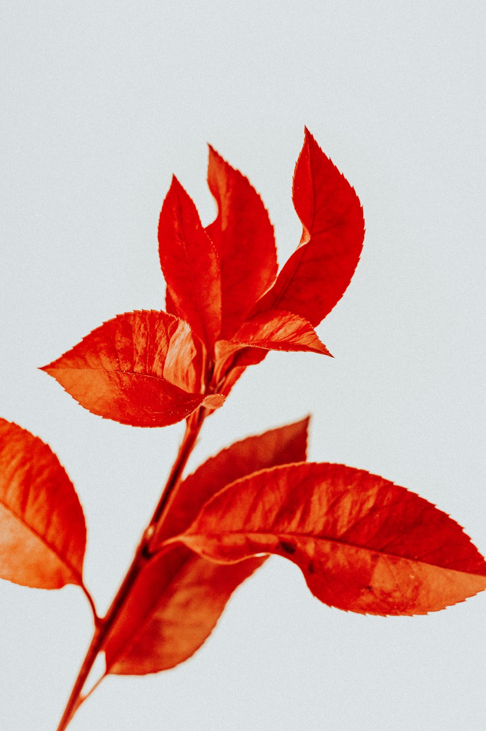 red leaves on white background