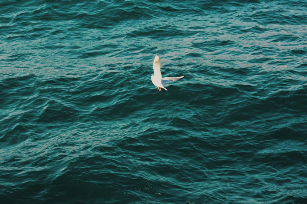 white bird flying over the sea during daytime