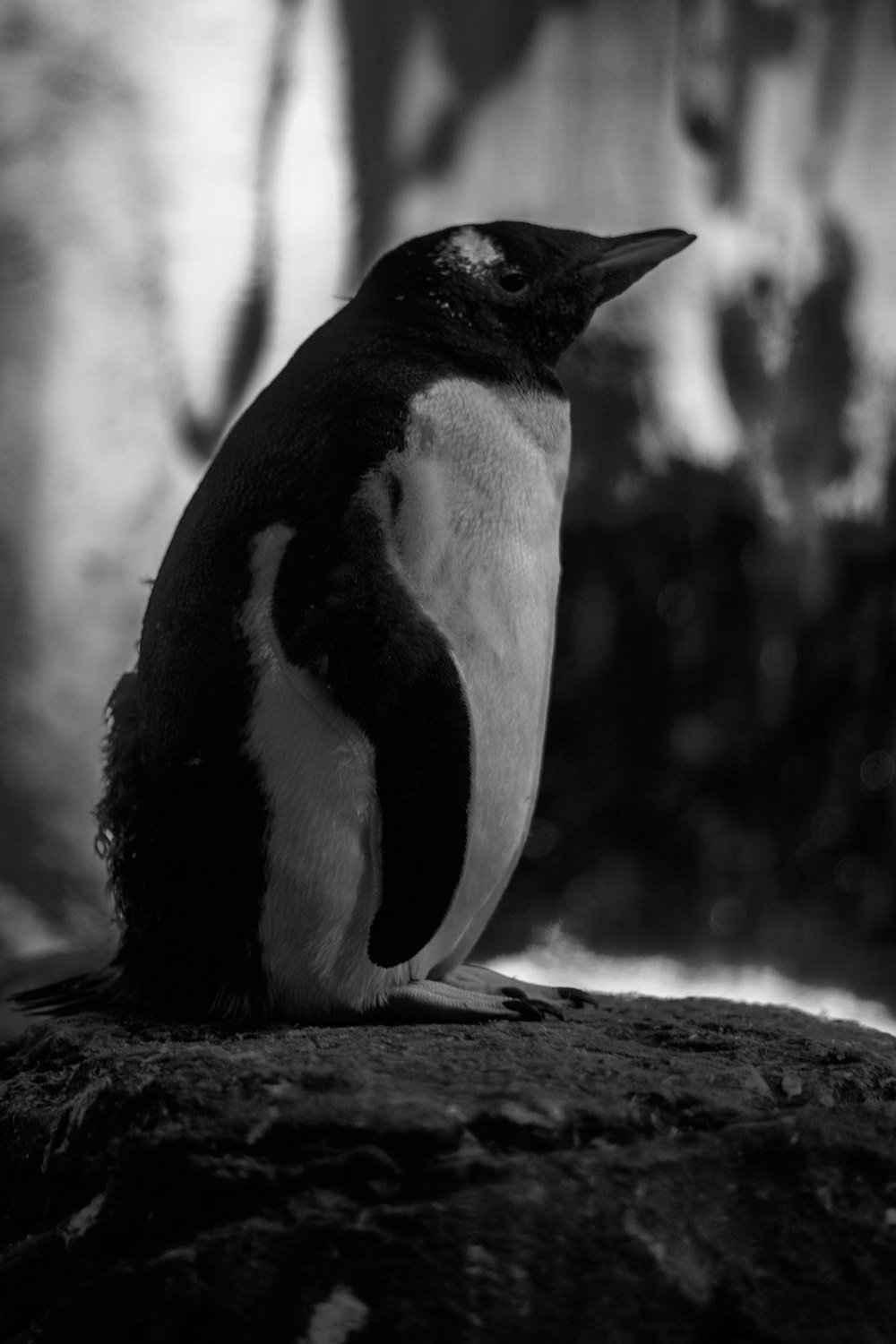 schwarz-weißer Pinguin auf braunem Holztisch
