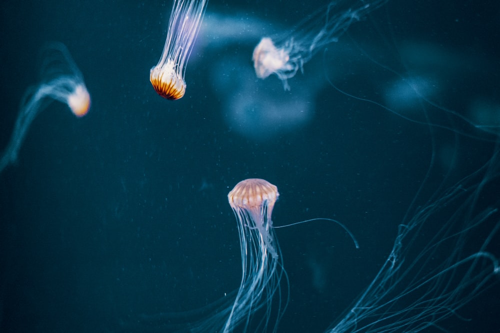 weiße und orangefarbene Quallen im Wasser