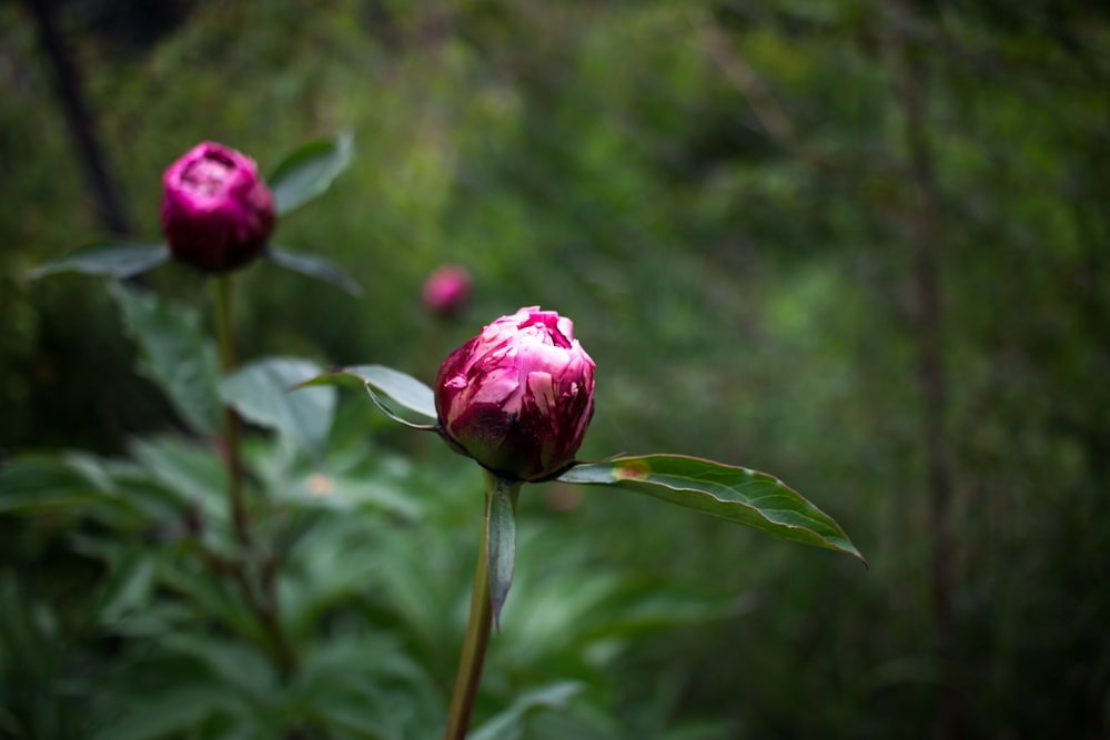 pink flower in tilt shift lens