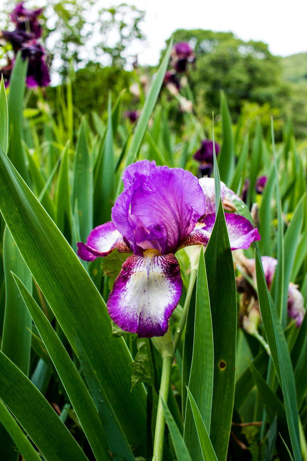 purple flower in macro shot